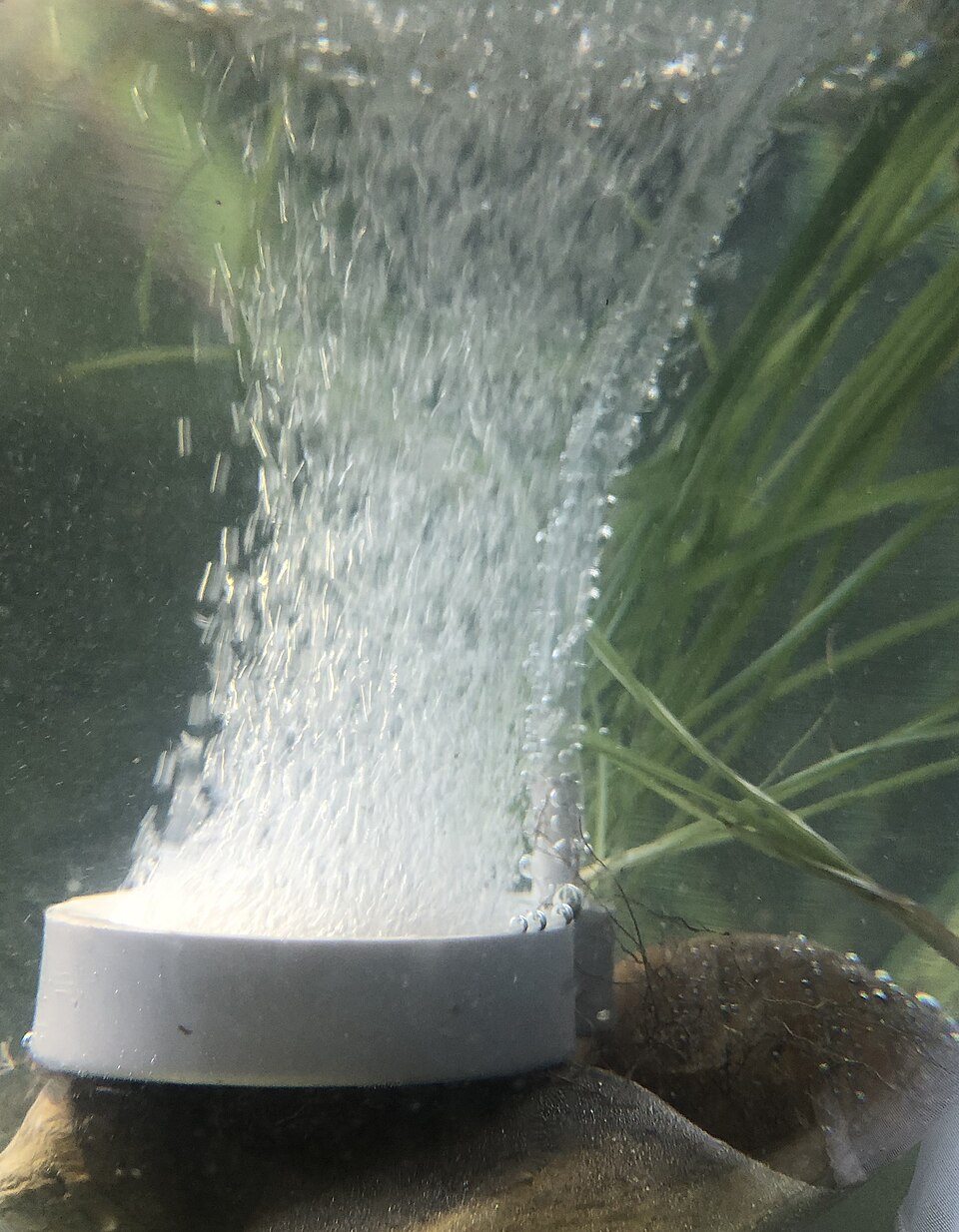 Bubbles rising from a round aquarium air stone