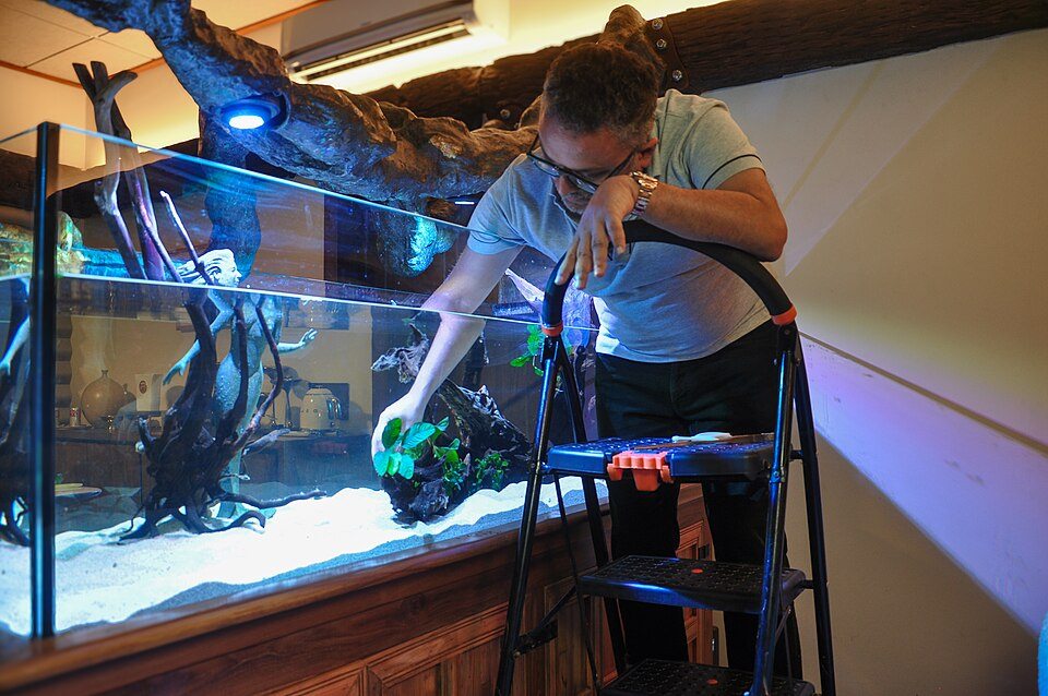 Planting a tall aquarium while standing on a stool