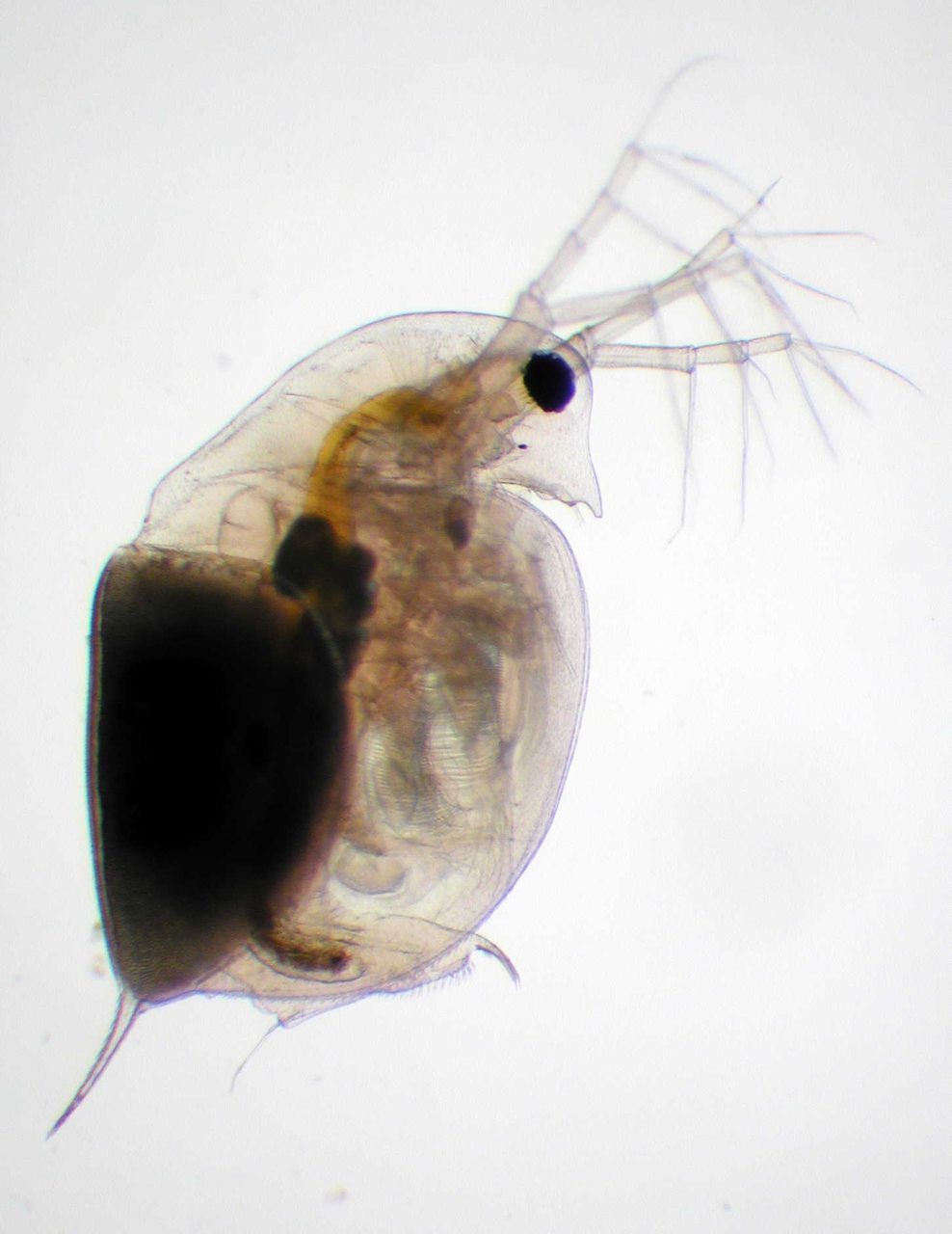 Daphnia with a dark resting-egg case