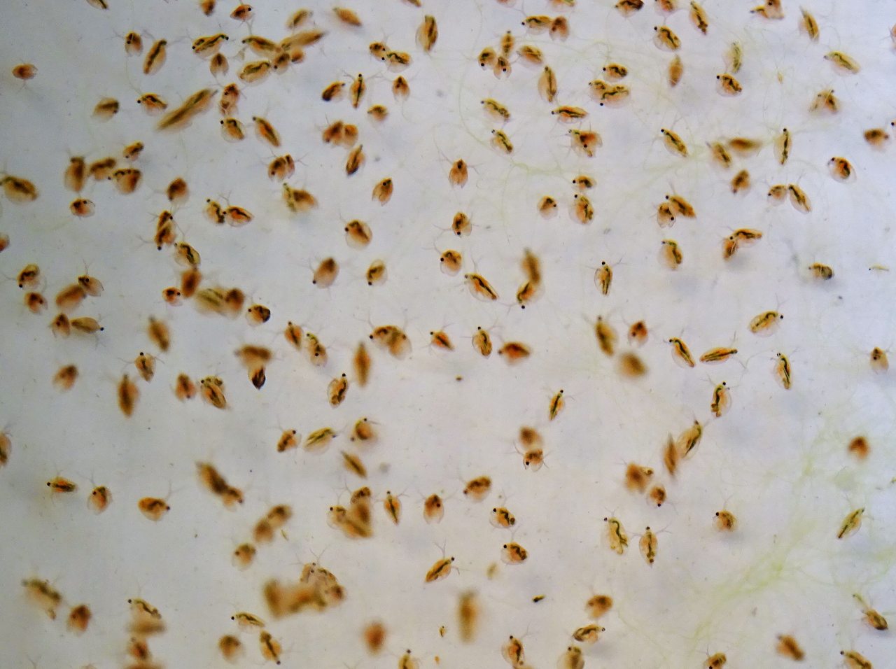 A group of Daphnia water fleas