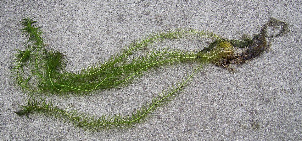 Elodea canadensis aquatic plant Elodea canadensis aquatic plant
