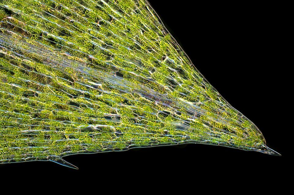 Elodea leaf cells seen through a microscope