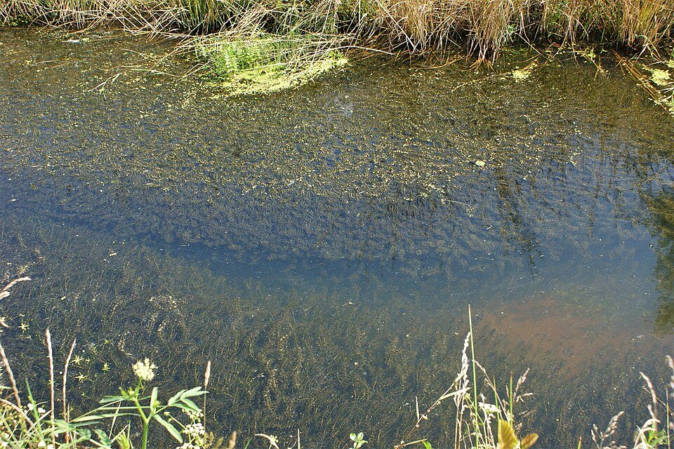 Waterweed growing in a shallow outdoor waterway