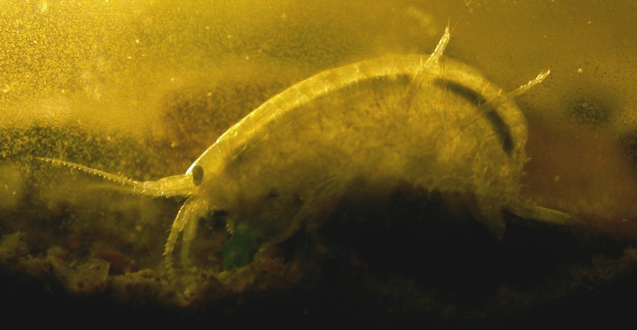 Gammarus lacustris freshwater amphipod