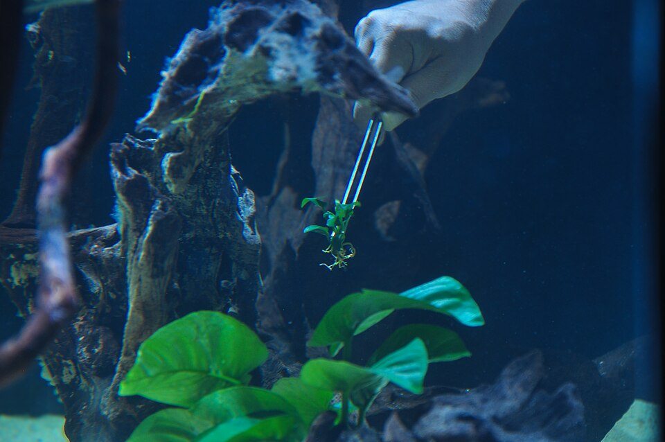 Planting an aquarium with tweezers