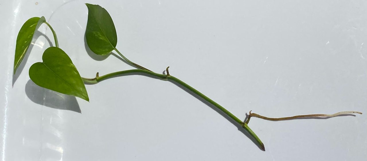 A pothos cutting with exposed roots