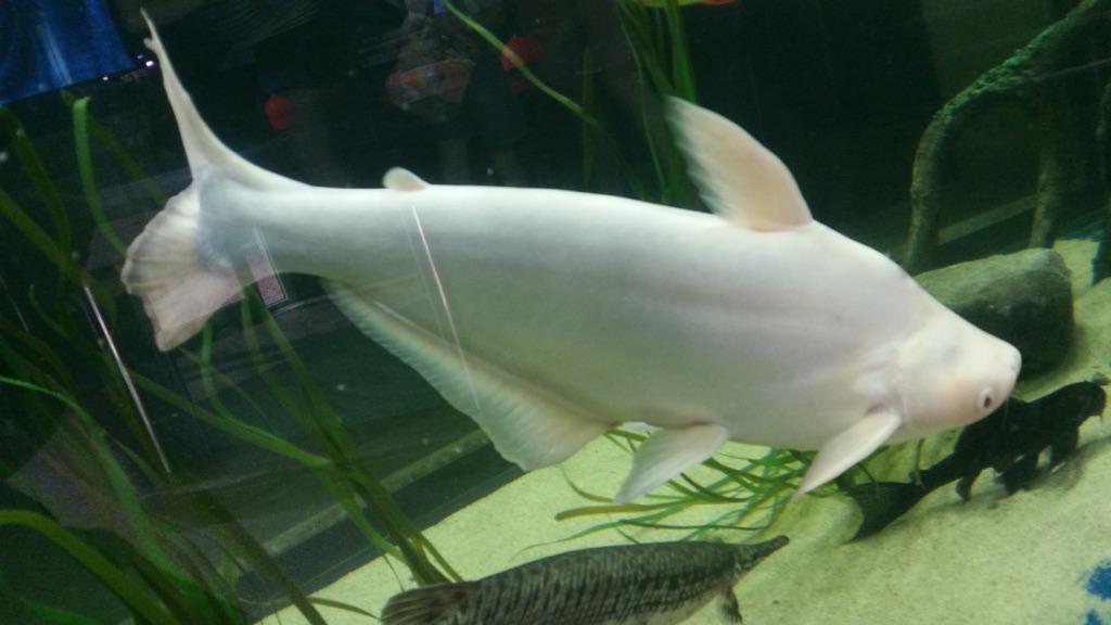 An albino iridescent shark (Pangasianodon hypophthalmus) swimming in a public aquarium.