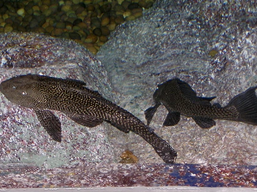 Two Amazon sailfin catfish (Pterygoplichthys pardalis) resting on stone in a public aquarium.